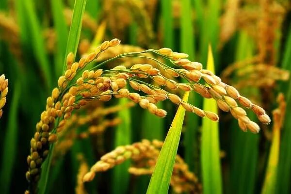 Rice oryza sativa. Зерновые культуры в горах. Солома растение. Сельское хозяйство зарубежной азии. Главной зерновой культурой зарубежной азии является.