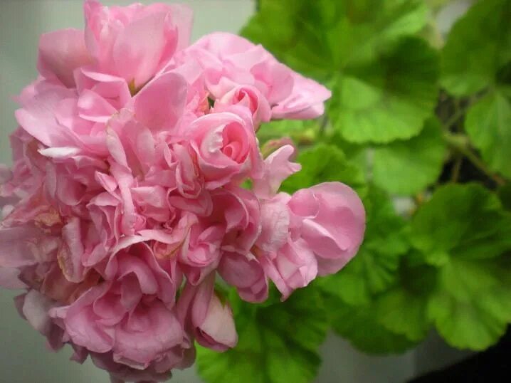 Pelargonium carole munrou Цветы