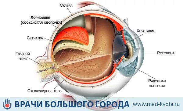 Какую функцию выполняет сосудистая оболочка глаза. Хориоидеи анатомия глаза. Кровоснабжение сосудистой оболочки глаза. Собственно сосудистая оболочка глаза строение. Собственно сосудистая оболочка глаза анатомия.