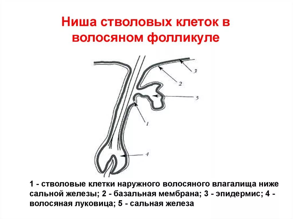 Ниши стволовых клеток в эпидермисе. Стволовые клетки волосяного фолликула. Строение волоса клетки. Ниша стволовой клетки.