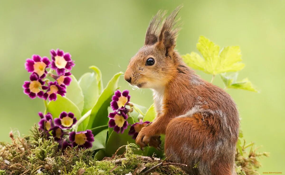 Животные весной. Животные весной. Весенние животные. Красивая природа с животными. Весенние животные.