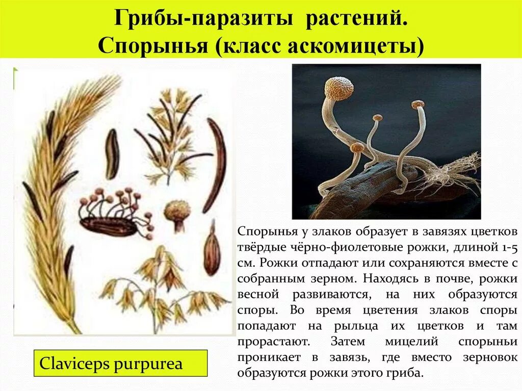 Спорынья в муке. Спорынья (claviceps purpurea). Спорынья (маточные рожки — secale cornutum). Спорынья ржи. Claviceps purpurea – спорынья пурпурная.