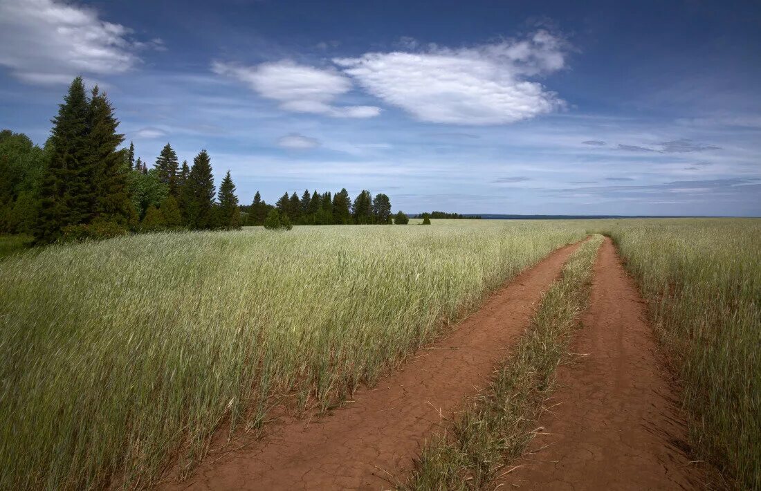 The road in the rye. Деревня Полевая поле. Полевые и Лесные дороги. Полевая и Лесная дорога. Лето полевые дороги.