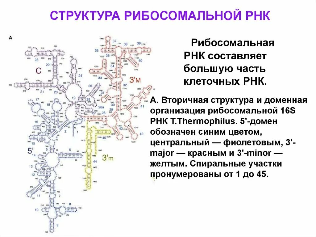 Первичная структура РРНК. Вторичная структура РРНК. Структура РРНК. Вторичная структура РНК.