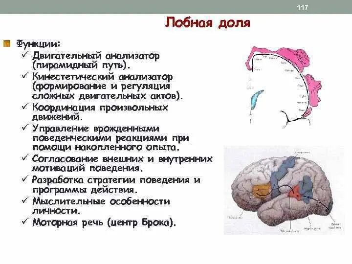 Функции лобной доли головного мозга человека