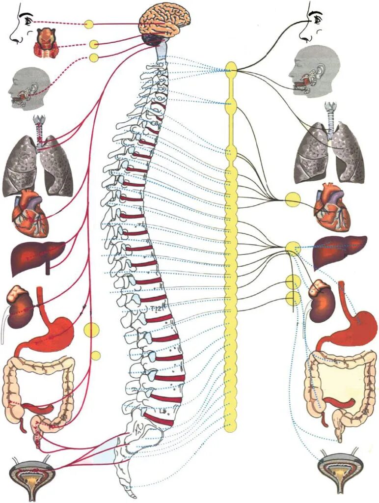 Нервная иннервация позвоночника. Позвоночник иннервация органов. Позвоночник человека нервы , иннервация. Иннервация позвоночника схема.