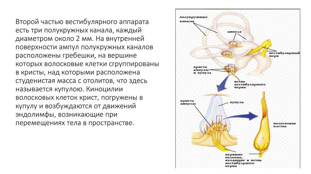 Какой цифрой обозначает вестибулярный аппарат. Строение вестибулярного аппарата ампула. Внутреннее ухо отолитовый аппарат. Вестибулярный анализатор гистология. Вестибулярный аппарат отолитовый аппарат.