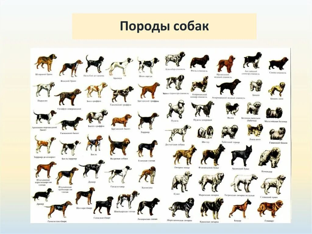 Кинологические собаки породы. Породы собак для кинологии. Породы для кинологов. Собаки для кинологов породы маленькие.