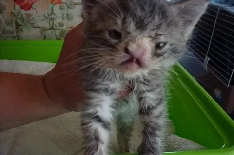 Котенок часто писать