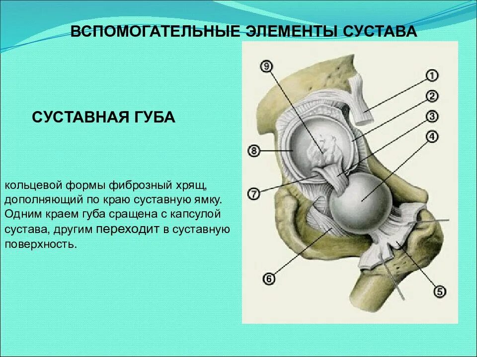 Сопутствующий элемент. Вспомогательные элементы сустава. строение сустава вспомогательные элементы. основные и вспомогательные элементы сустава. вспомогательные элементы сустава человека.