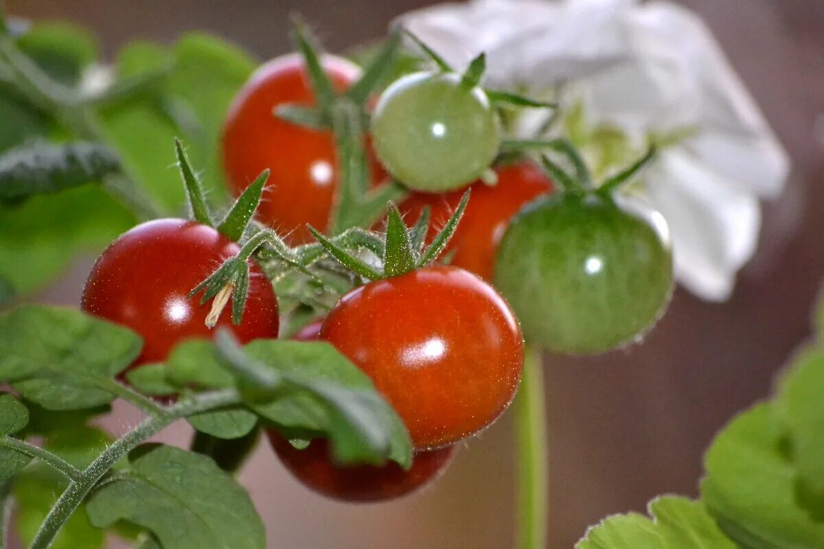 томат пиноккио (0,1г). сорт пиноккио томат. томаты черри пиноккио. томаты черри пиноккио. томат пиноккио семена.