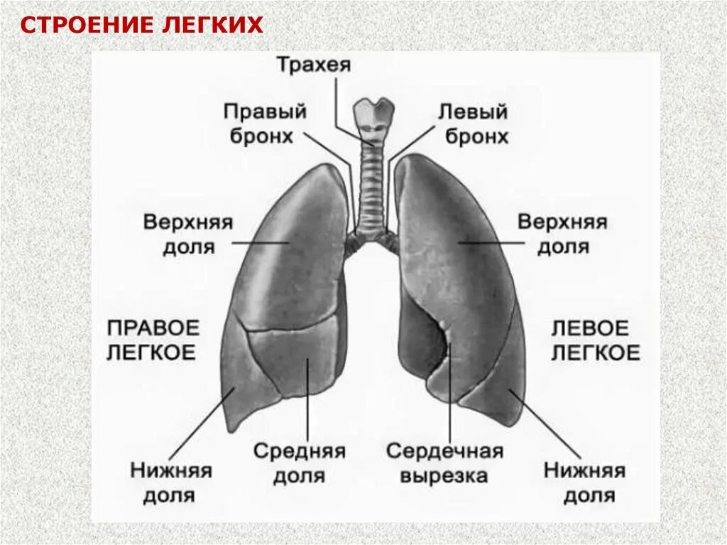 Легкий основные части. Легкое строение анатомия. Строение легкого человека схема. Макроскопическое строение легких. Лёгкие человека рисунки строение.