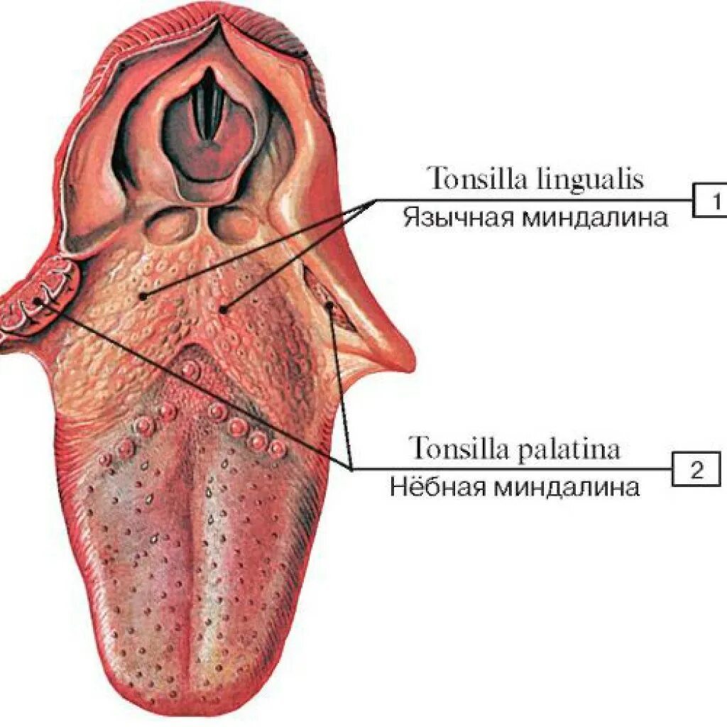 Язычная миндалина анатомия. Язычные миндалины строение языка. Язычная миндалина располагается. Язычная миндалина анатомия на латинском.
