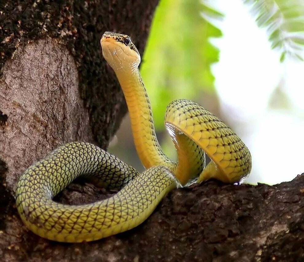 Картинка змея. Chrysopelea Ornata. Chrysopelea taprobanica. Chrysopelea Paradisi змея. Древесный полоз.