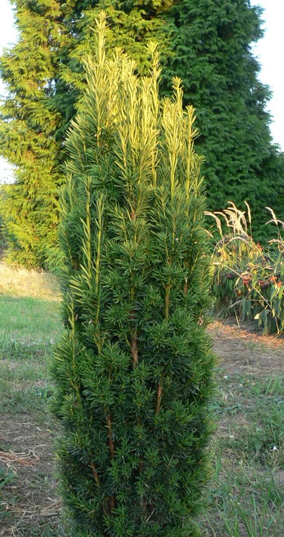 Тис Taxus baccata 'David'. Тисс baccata Hicksii. Тисс baccata elegantissima. Ис тис