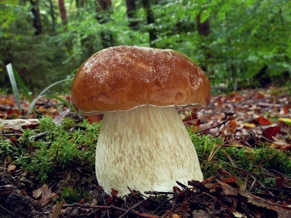 Белый гиб. Гриб Боровик. Белый гриб Боровик. Boletus edulis – белый гриб. Гриб Боровик переросток.