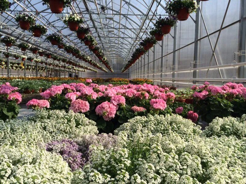 почтовый индекс карпинск. большое садовое индекс. большая садовая 10 на карте москвы. департамент архитектуры и градостроительства города ростова-на-дону. продукты гликемический индекс таблица.