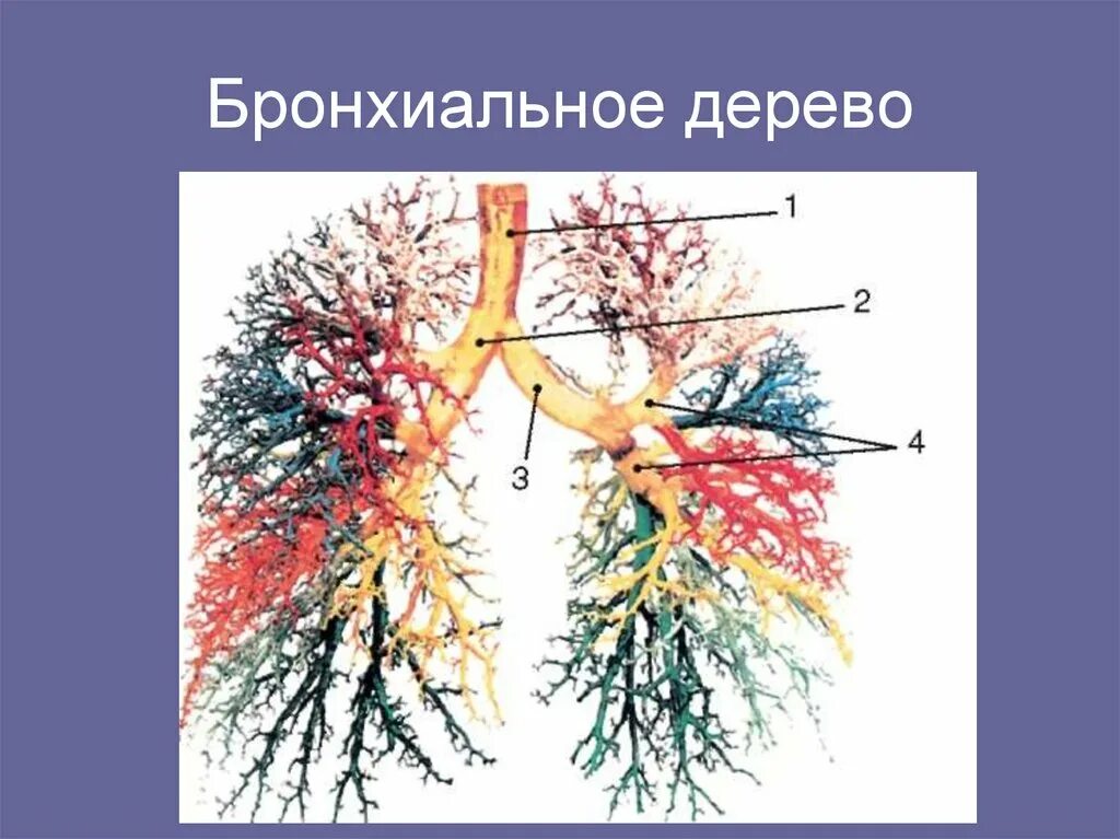 Выкашлял бронхиальное дерево. Бронхиальное дерево анатомия. Выхаркал бронхиальное дерево. Бронхиальное дерево медунивер. Бронхиальное дерево легких