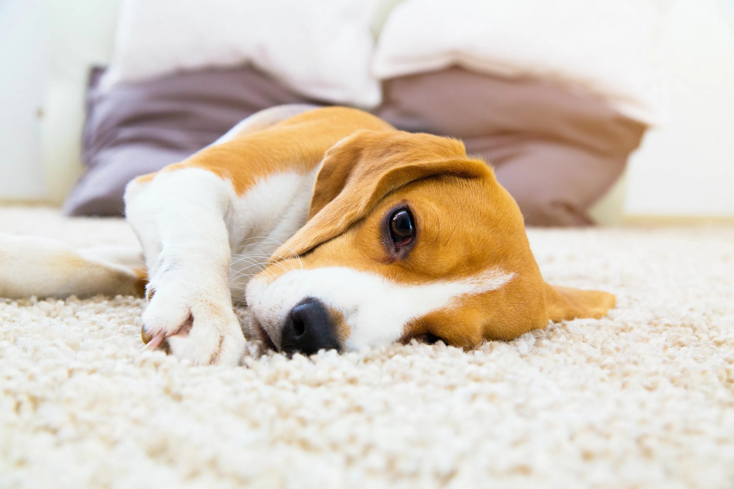 Pets at home