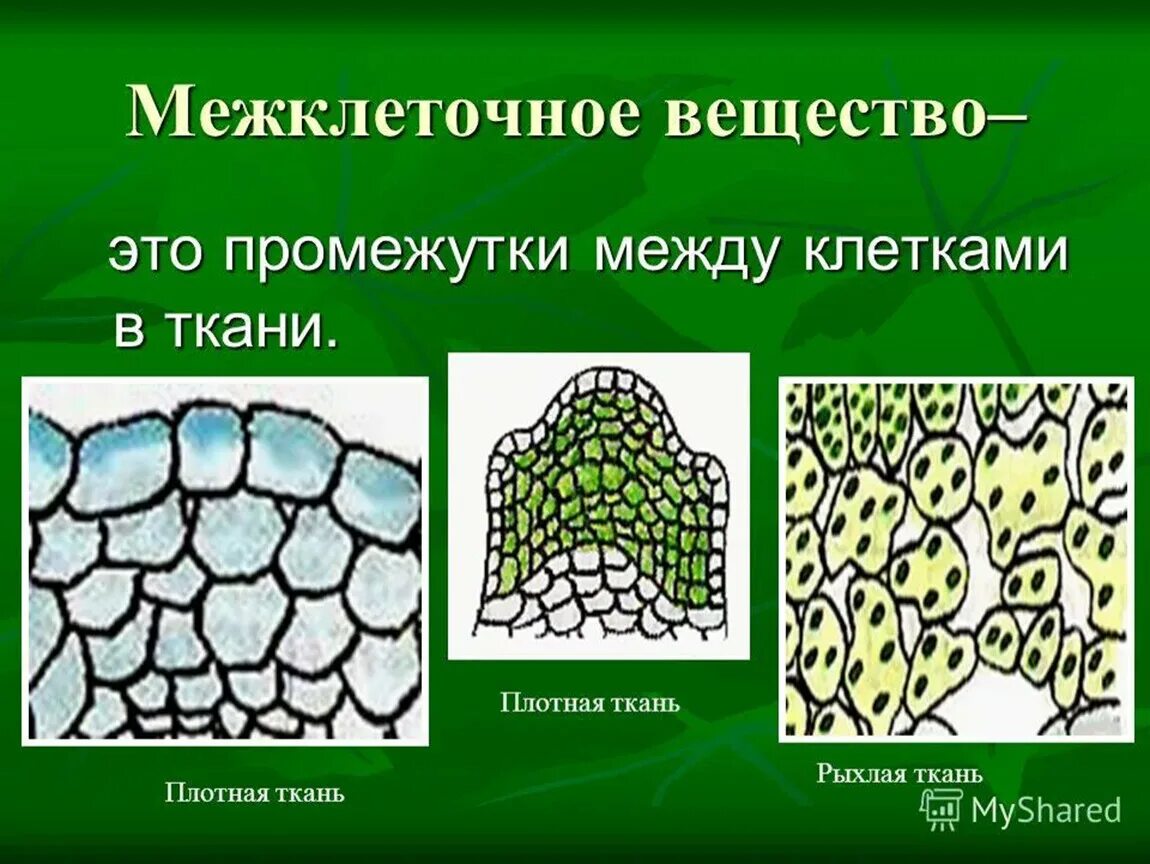 Между клетками есть. Образовательная ткань растений межклеточное вещество. Клетки и межклеточное вещество. Межклеточное вещество в тканях. Строение межклеточного вещества.