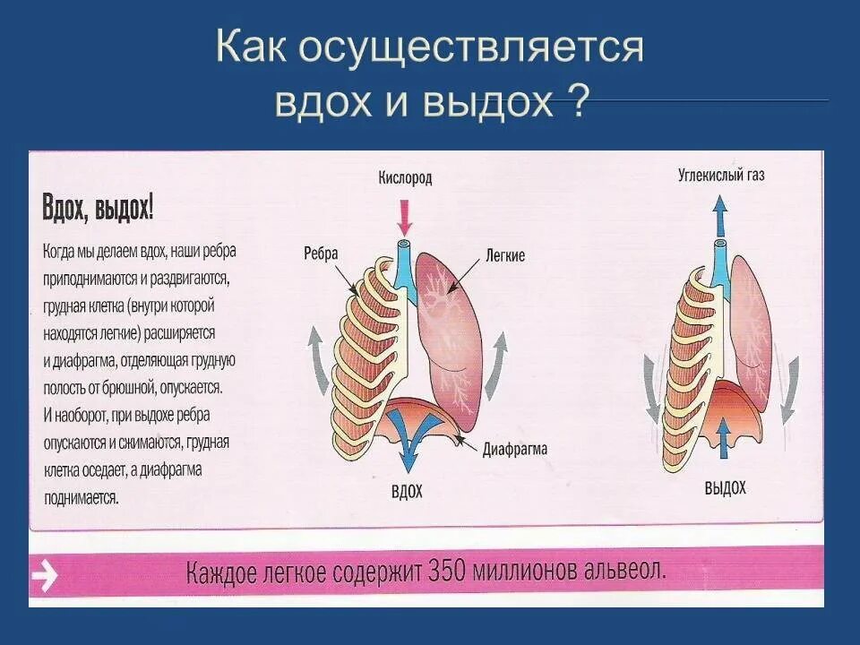 Что такое происходит у нас. Как осуществляется вдох и выдох. как происходит вдох и выдох. как происходит выдох. дыхательная система вдох и выдох.