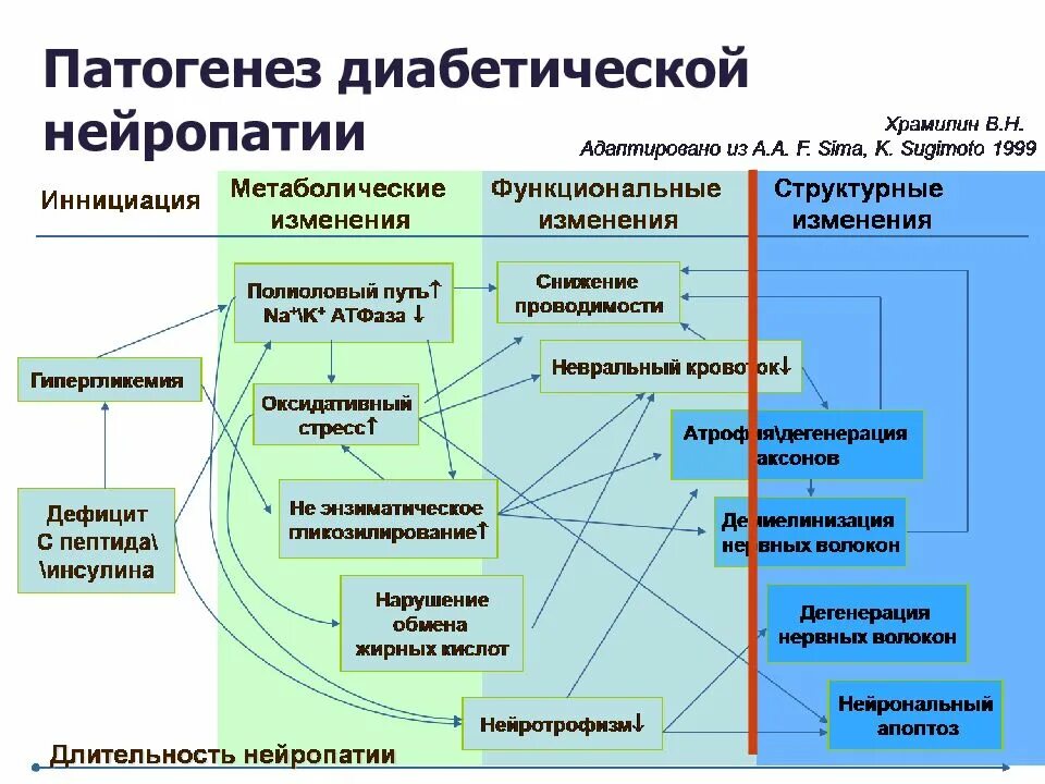 Типы диабетической полинейропатии. Патогенез нейропатии при сахарном диабете. Патогенез диабетической нейропатии схема. Патогенез полинейропатии при сахарном диабете. Нейропатия при диабете патогенез.