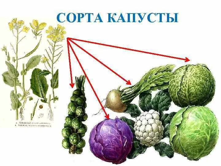 Происхождение сортов капусты. Разные сорта капусты. Сорта капусты картинки. Предок капусты.