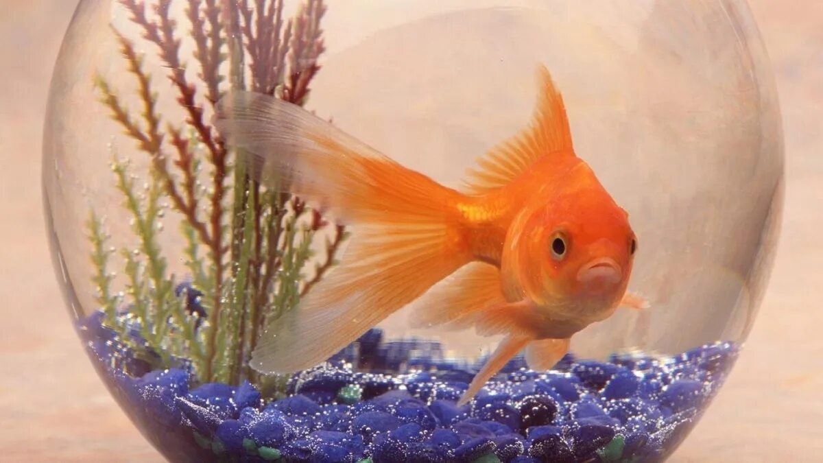 Сколько живут рыбки в домашних условиях. Рыбка Веерохвост. Веерохвост Золотая рыбка. Золотая рыбка в аквариуме. Жемчужинка рыбка аквариумная.