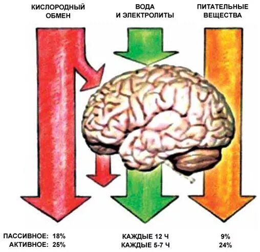 Сколько потребляет мозг. Затраты энергии мозгом. Потребление энергии мозгом человека. Расход энергии мозгом. Количество энергии потребляемой мозгом.