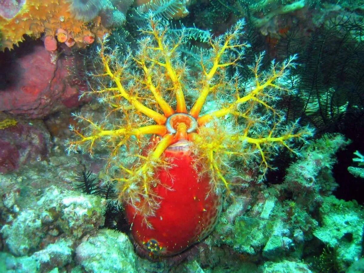 К какой группе океана относится голотурии. Голотурия Морское яблоко. Pseudocolochirus violaceus. Коралл голотурия. Шаровидная голотурия.