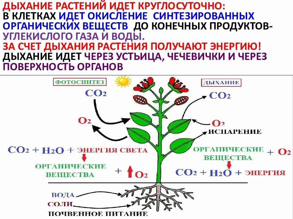 При дыхании растений образуются органические вещества. Жизнедеятельность растений. Процессы жизнедеятельности растений. Растения получают энергию в процессе дыхания. Процесс жизнедеятельности растений дыхание схема.