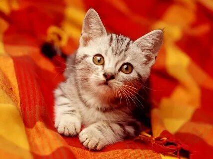 Знающий кот