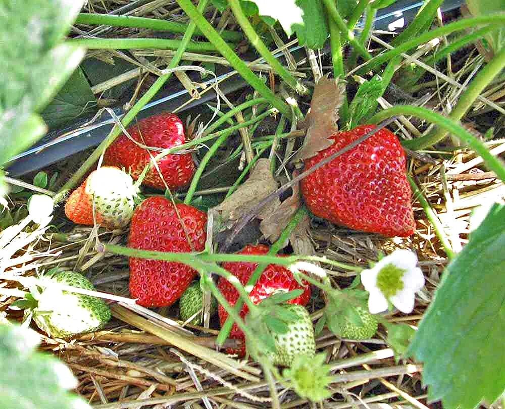 сорт клубники монтерей. ремонтантная клубника отзывы садоводов. клубника ремонтантная альбион. диамант земляника ремонтантная. клубника ремонтантная ирма.