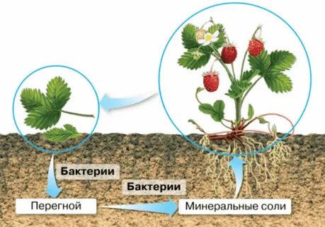 Большинство бактерий в круговороте выполняют роль