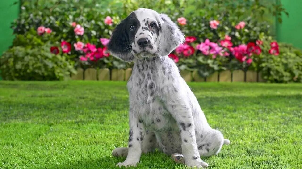 Irish setter, Irish, Animals
