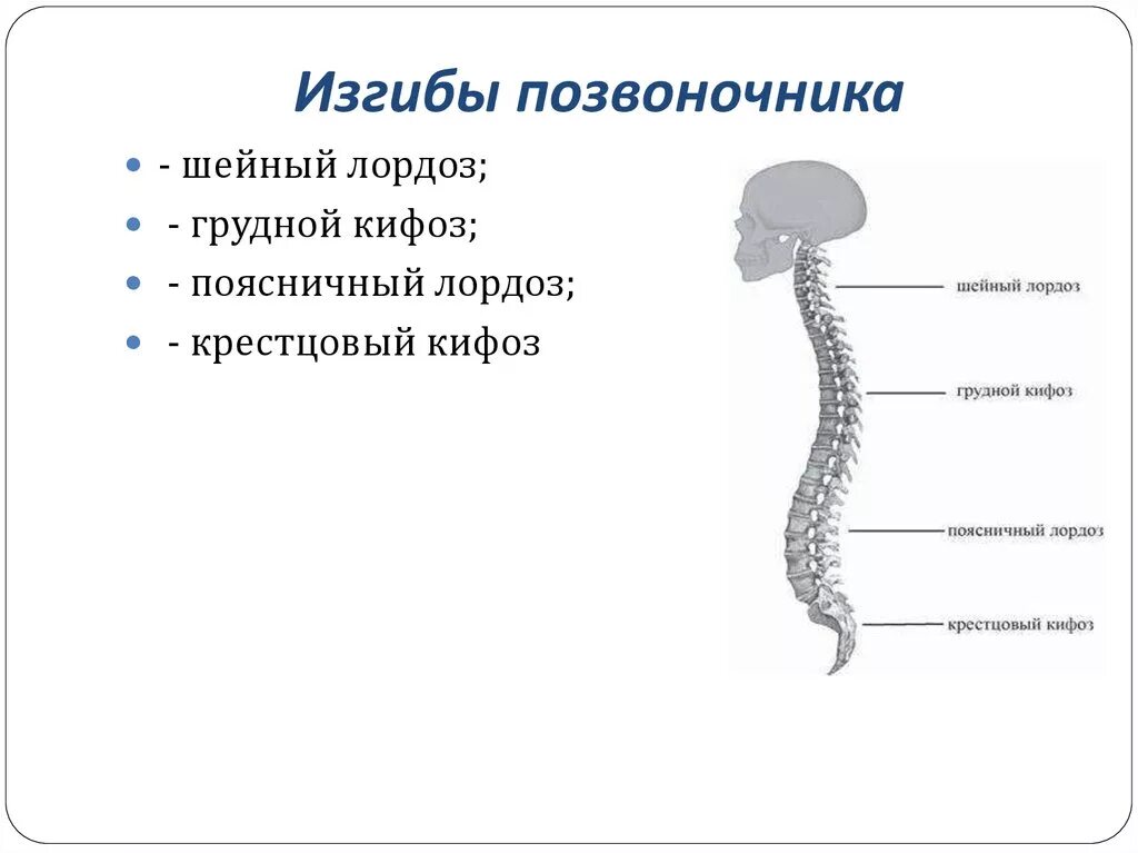 Четыре изгиба позвоночника