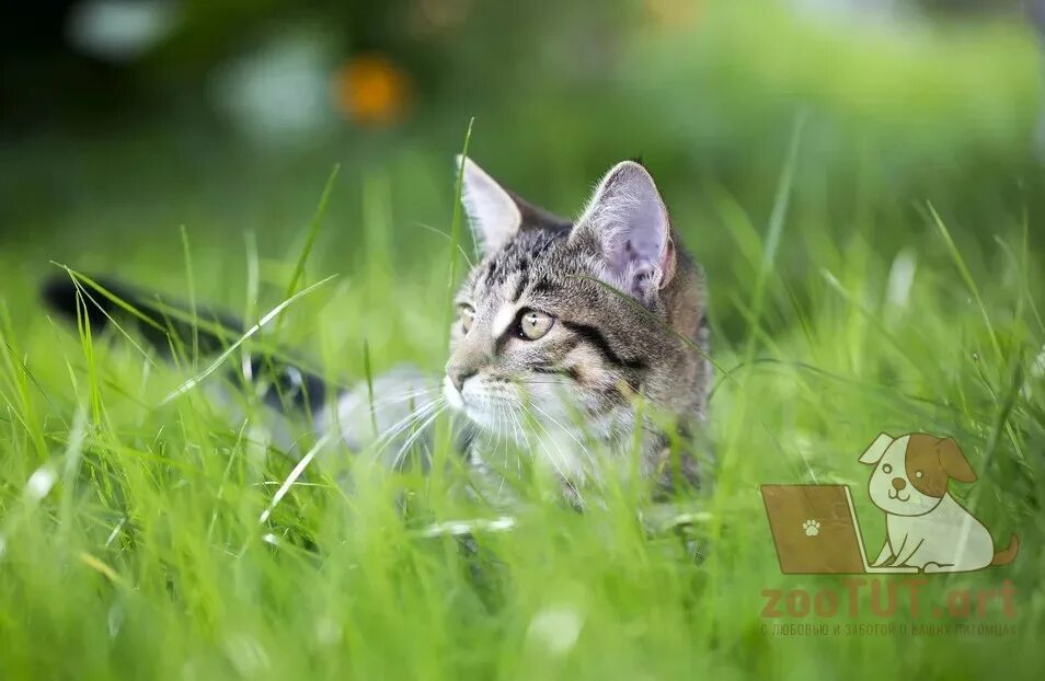 Выход кошечки. Cat outdoors. Kitty in grass. Cat went outside. Кошка выходит из дома.