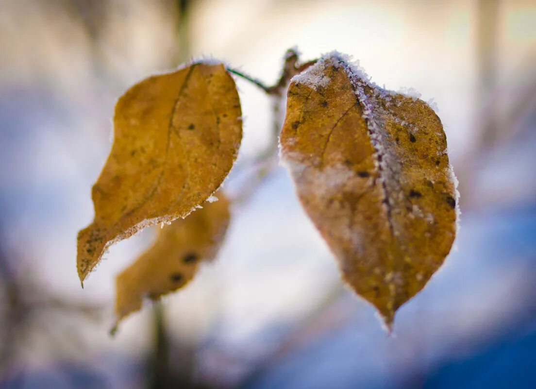 Морозная осень. Осенние заморозки. Дубовый лист в изморози. Листья во льду. Замерзшая елка.