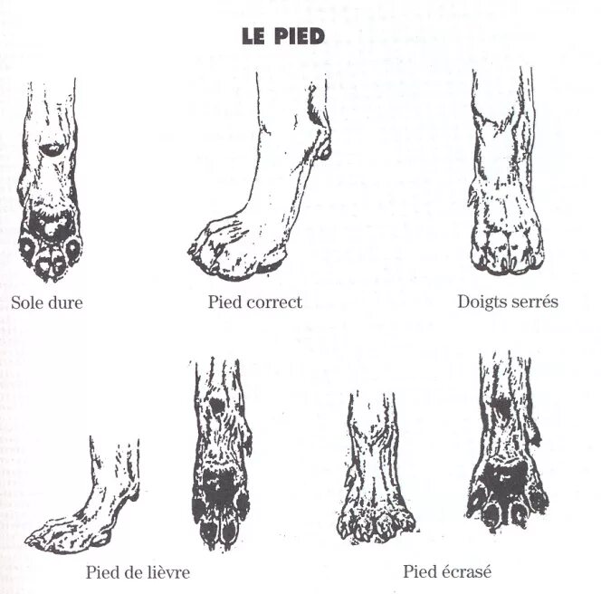 Строение задних лап немецкой овчарки. Строение передней лапы Йорка. Строение передней лапы немецкой овчарки. Пясти у немецкой овчарки. Строение лапок