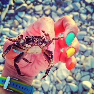 Крабики в море