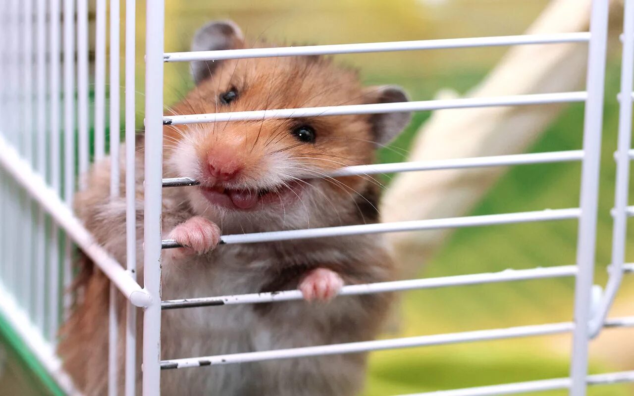 Как отучить морскую свинку грызть клетку. 2 морские свинки в одной клетке. Почему свинка грызет клетку. Почему свинка грызет клетку. Почему свинка грызет клетку.