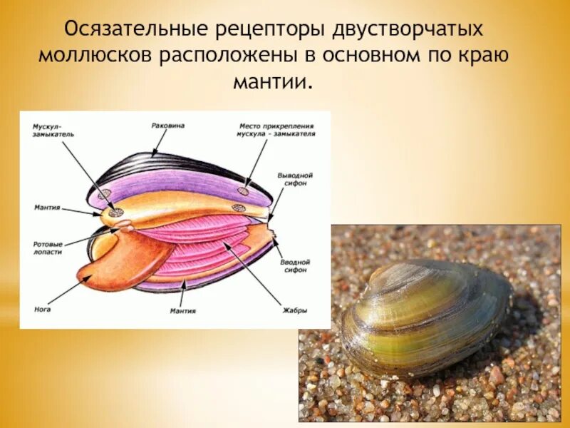 Тело моллюска имеет мантию