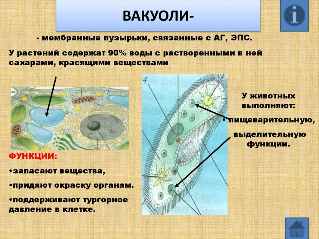 Цитоплазма содержит вакуоли. Вакуоль растительной клетки функции. строение клетки вакуоль. строение органоида вакуоль. строение вакуоли растительной клетки.
