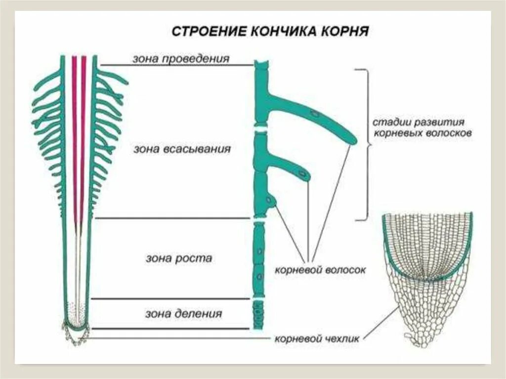 Корневой чехлик зона роста зона всасывания зона проведения. Клеточное строение корня зоны корня. Корневой чехлик зоны деления и растяжения. Внутреннее строение корня зоны корня. Из какой ткани состоит корень