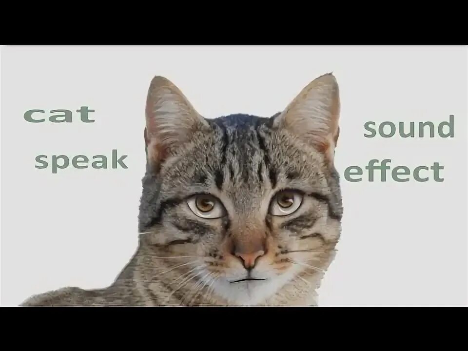 Cat speaking french. Cat speaking. Котик по французски. Cat sound mp3. Cat speaking french.
