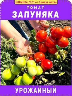 Семена алтая томат запуняка. Томат запуняка семена алтая. сорт помидор алтайские запуняка. семена запуняка помидоры. сорт помидор запуняко семена алтая.
