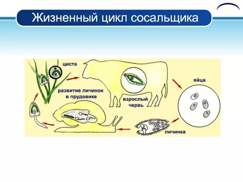 Схема развития печеночного сосальщика. Цикл печеночного сосальщика ЕГЭ. Цикл развития печеночного сосальщика. Цикл развития печеночного сосальщика схема.