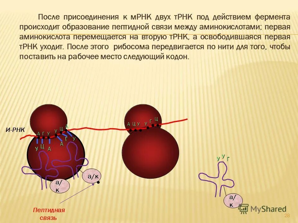 большая и малая субъединицы рибосом. образование пептидных связей биосинтез белка. субъединицы рибосом. трансляция схема инициация элонгация терминация. этапы синтеза белка (инициация, элонгация, терминация) биохимия.