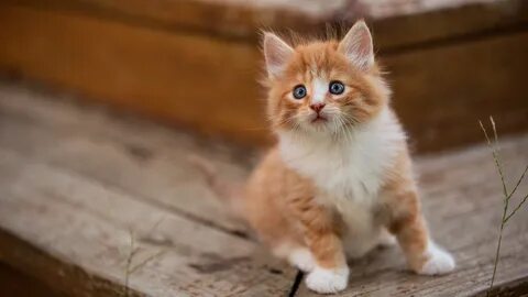 Рыженький котик