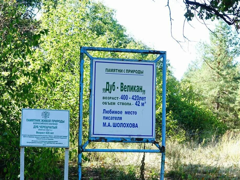 Дуб великан вешенская. Вёшенский дуб ростовская область. Столетний дуб станица вешенская. Дуб черешчатый ириновка. Дуб великан в вешенской.
